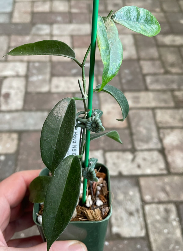 Hoya sp. aff. vitiensis NS05-021 - Flori-Culture Tropical Nursery