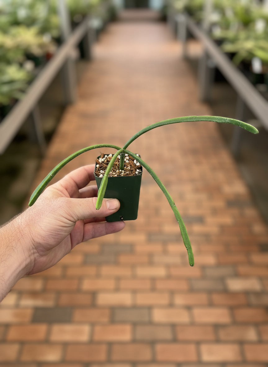 Rhipsalis species (NOID)