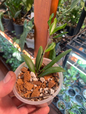 Hoya loheri
