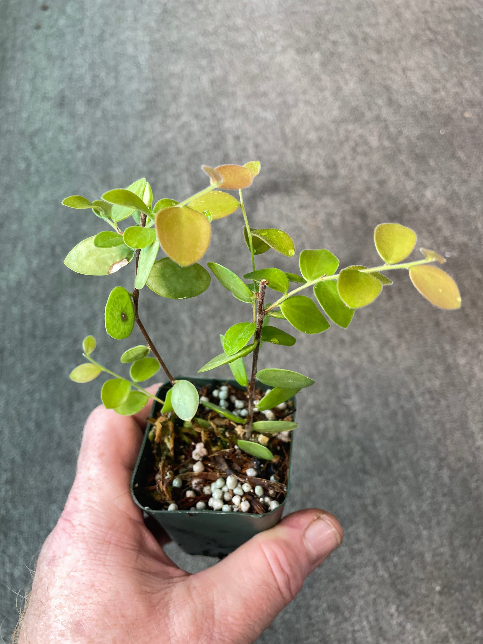 Sphyrospermum buxifolium