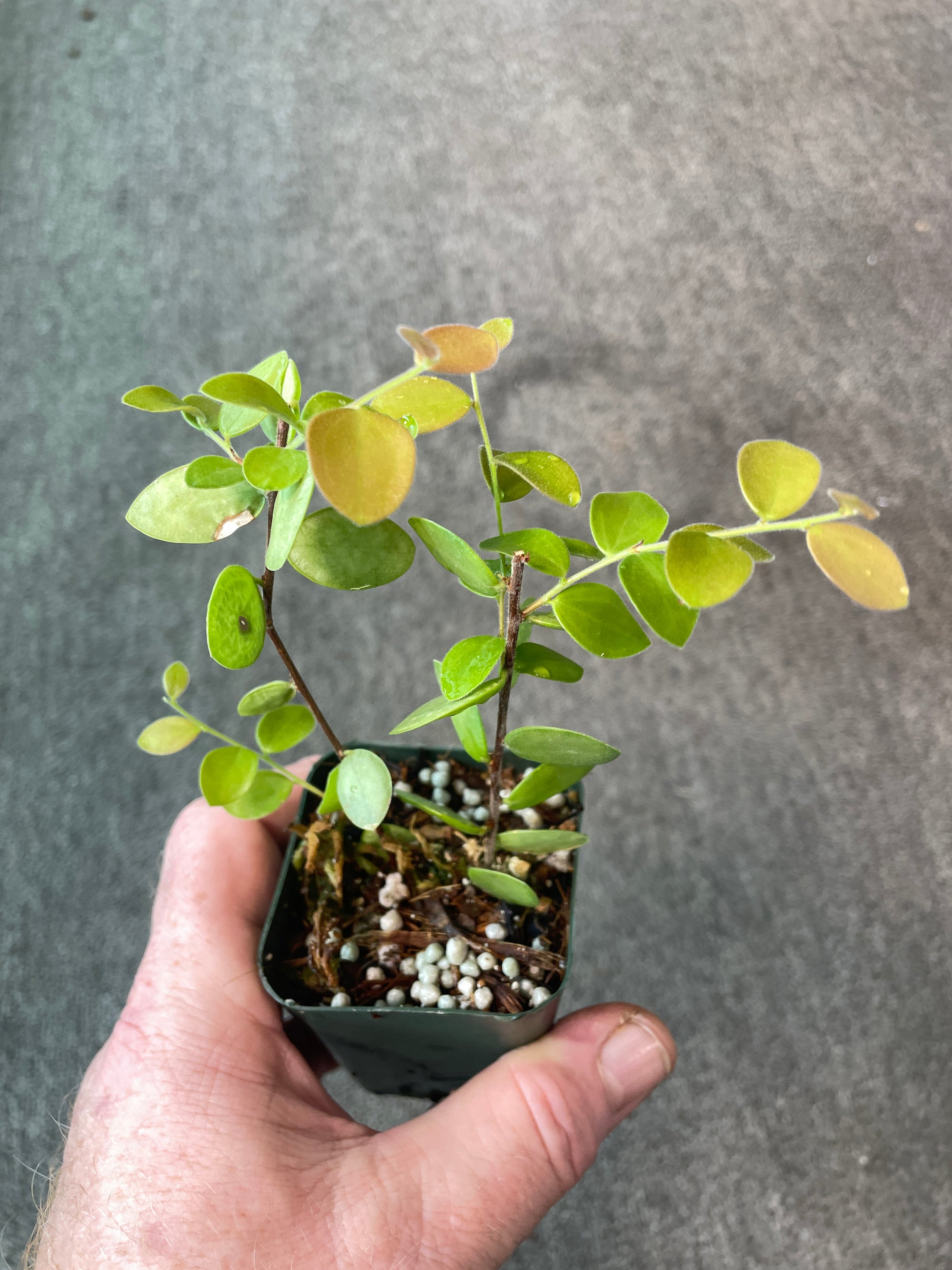 Sphyrospermum buxifolium