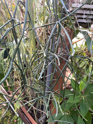 Rhipsalis species (NOID)