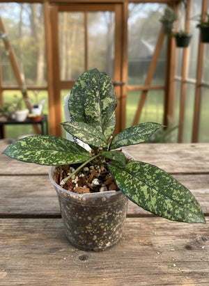 Hoya crassipetiolata Super Splash