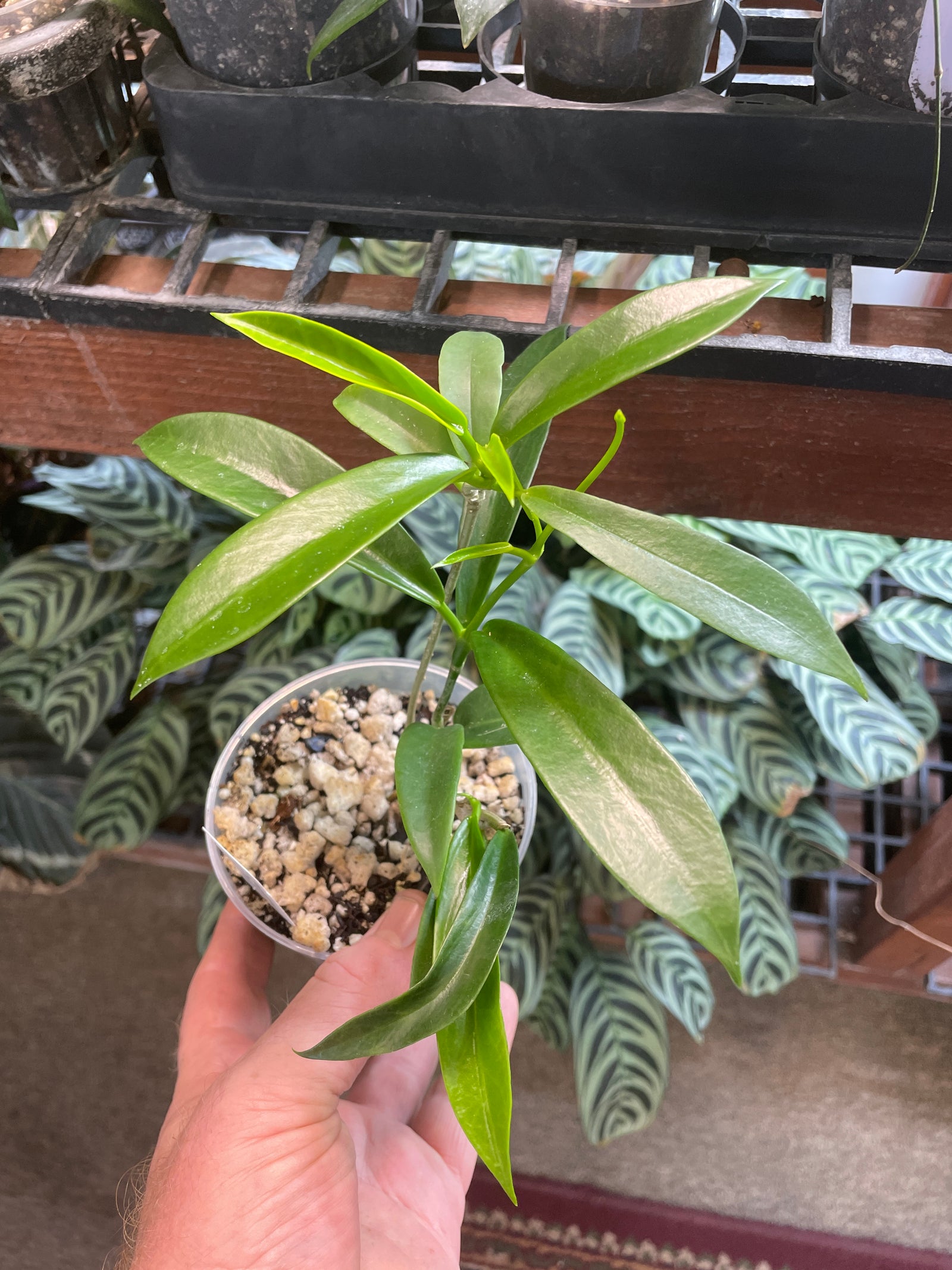Hoya celata Pink Dragon