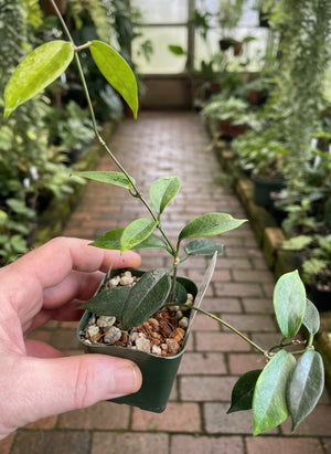 Hoya sp. aff. vitiensis NS05-021