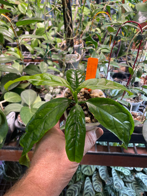 Hoya decipulae