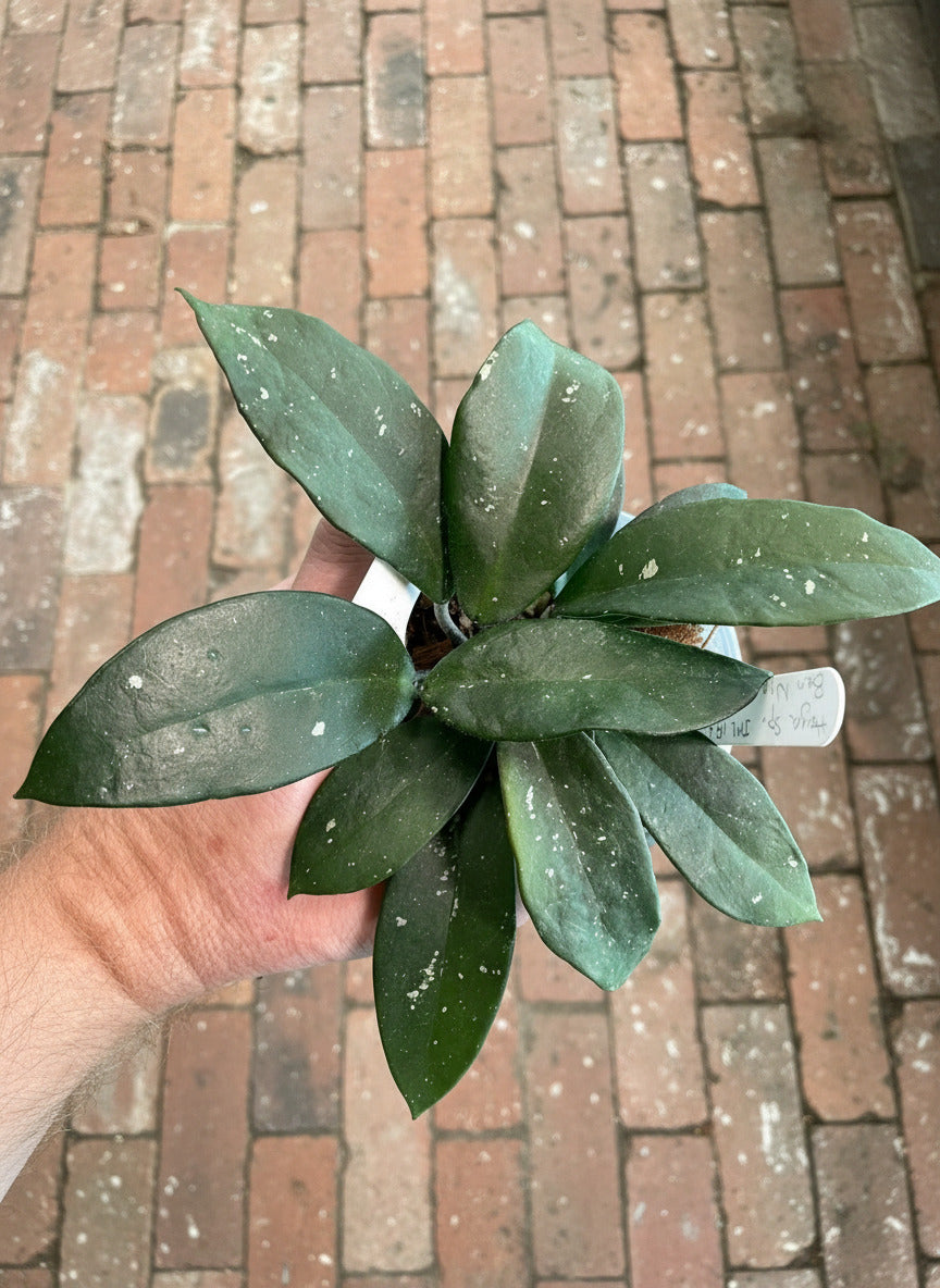 Hoya Ban Ngong Ngoy IML 1514