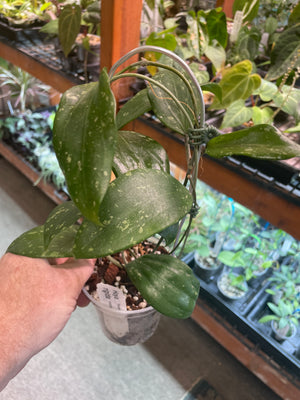 Hoya rigida