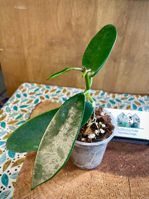 Hoya melifua