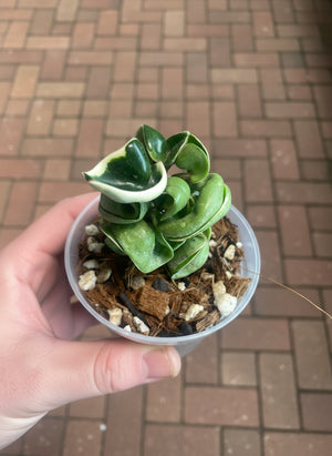 Hoya carnosa compacta albomarginata