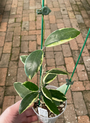 Hoya verticillata albomarginata