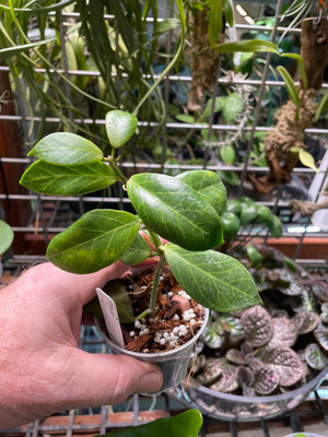 Hoya obscura