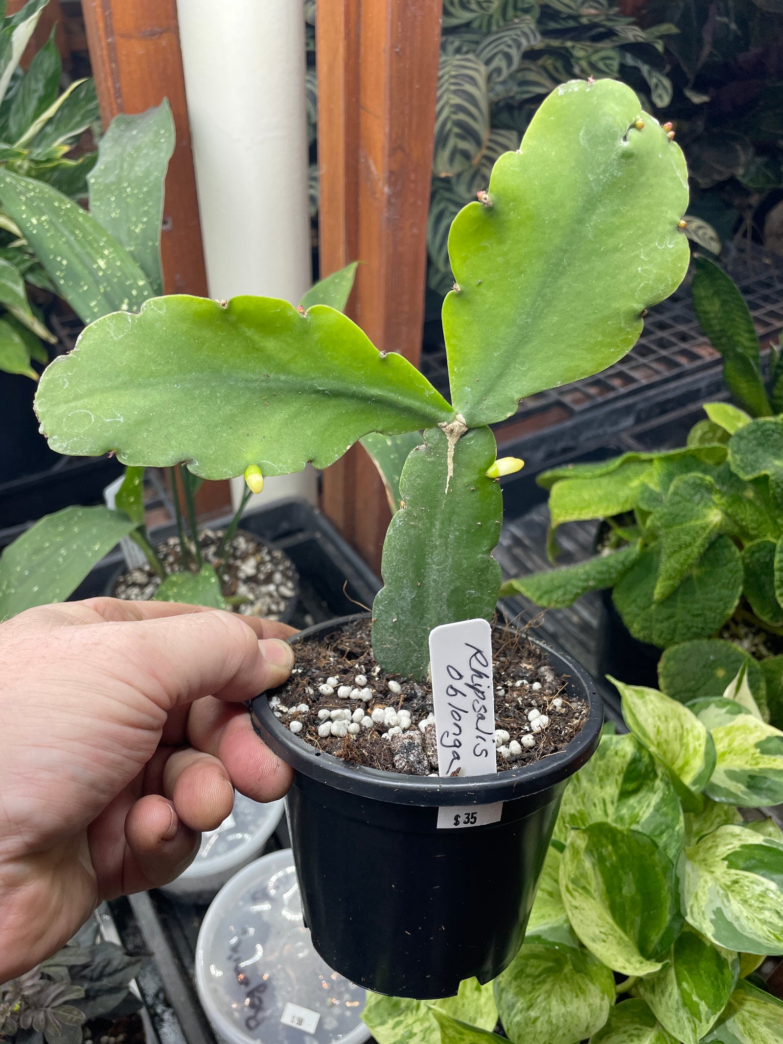 Rhipsalis oblonga aff.