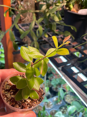 Ceratostema kiatana