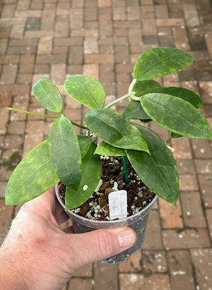 Hoya verticillata (parasitica Pink)