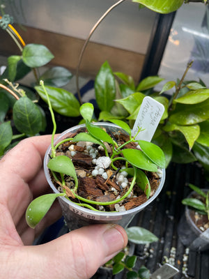 Hoya incurvula