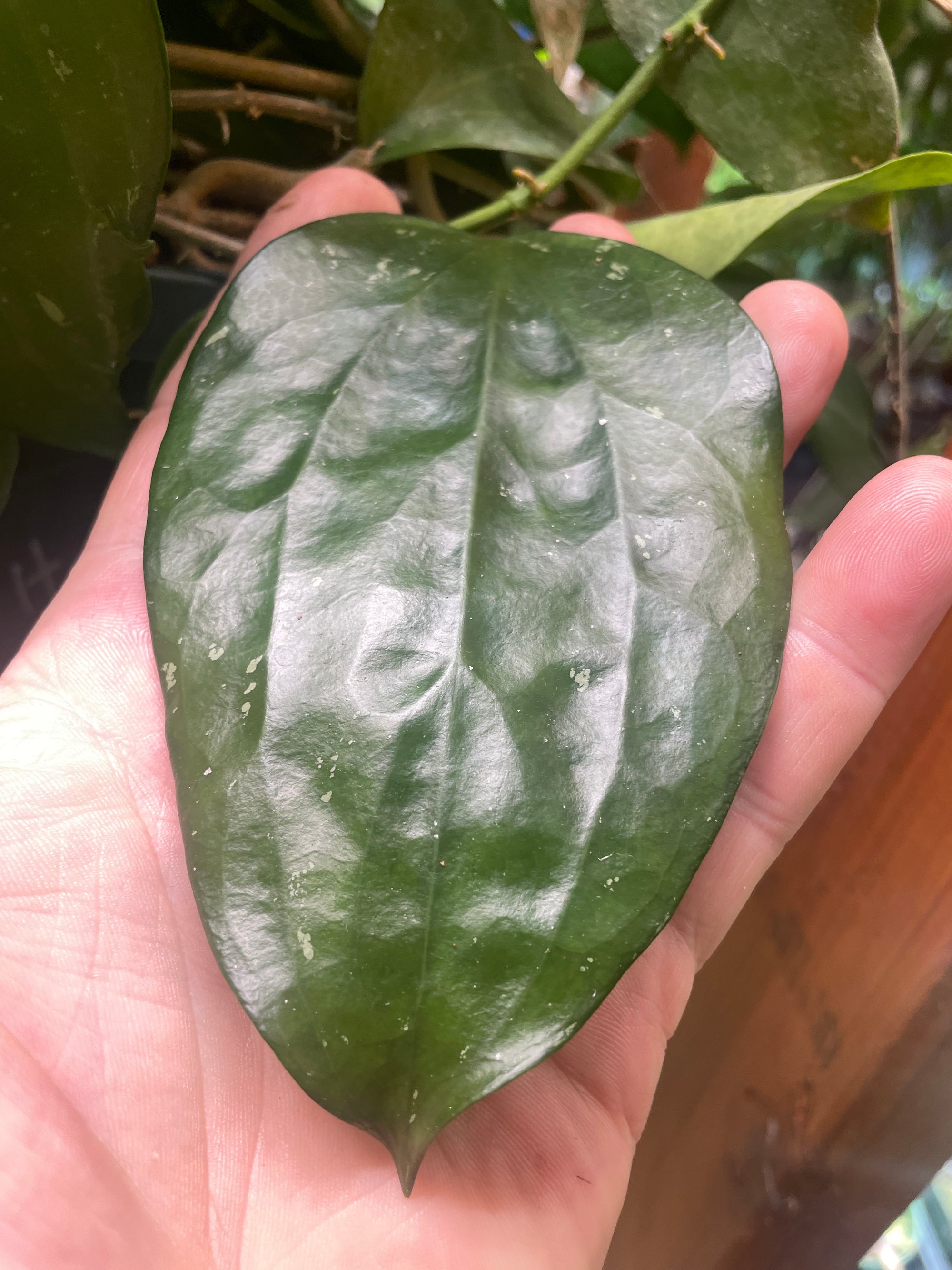 Hoya cinnamomifolia var purpureofusca