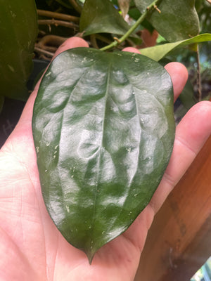 Hoya cinnamomifolia var purpureofusca