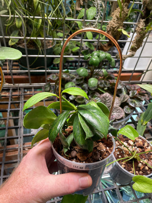 Hoya obscura