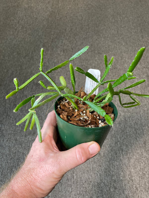 Rhipsalis micrantha f. Kirbergii