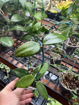 Hoya hanhiae Pink