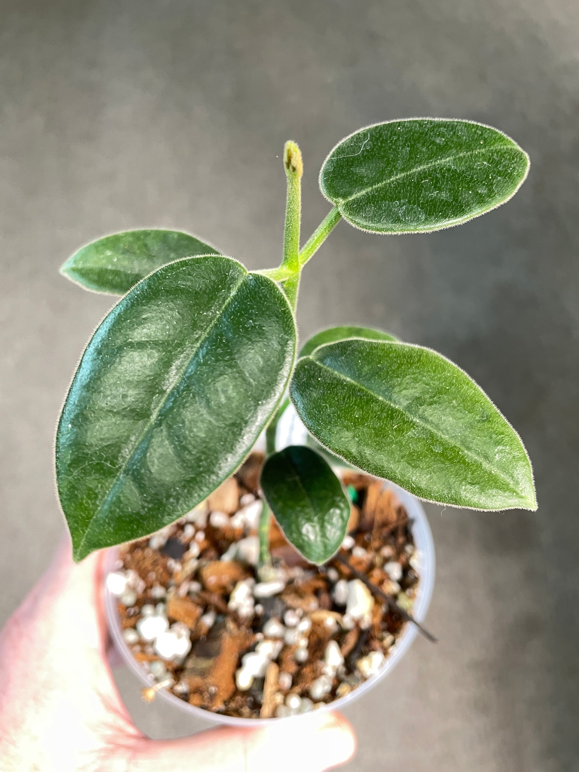 Hoya cv. Optimistic (ruthie X ciliata)