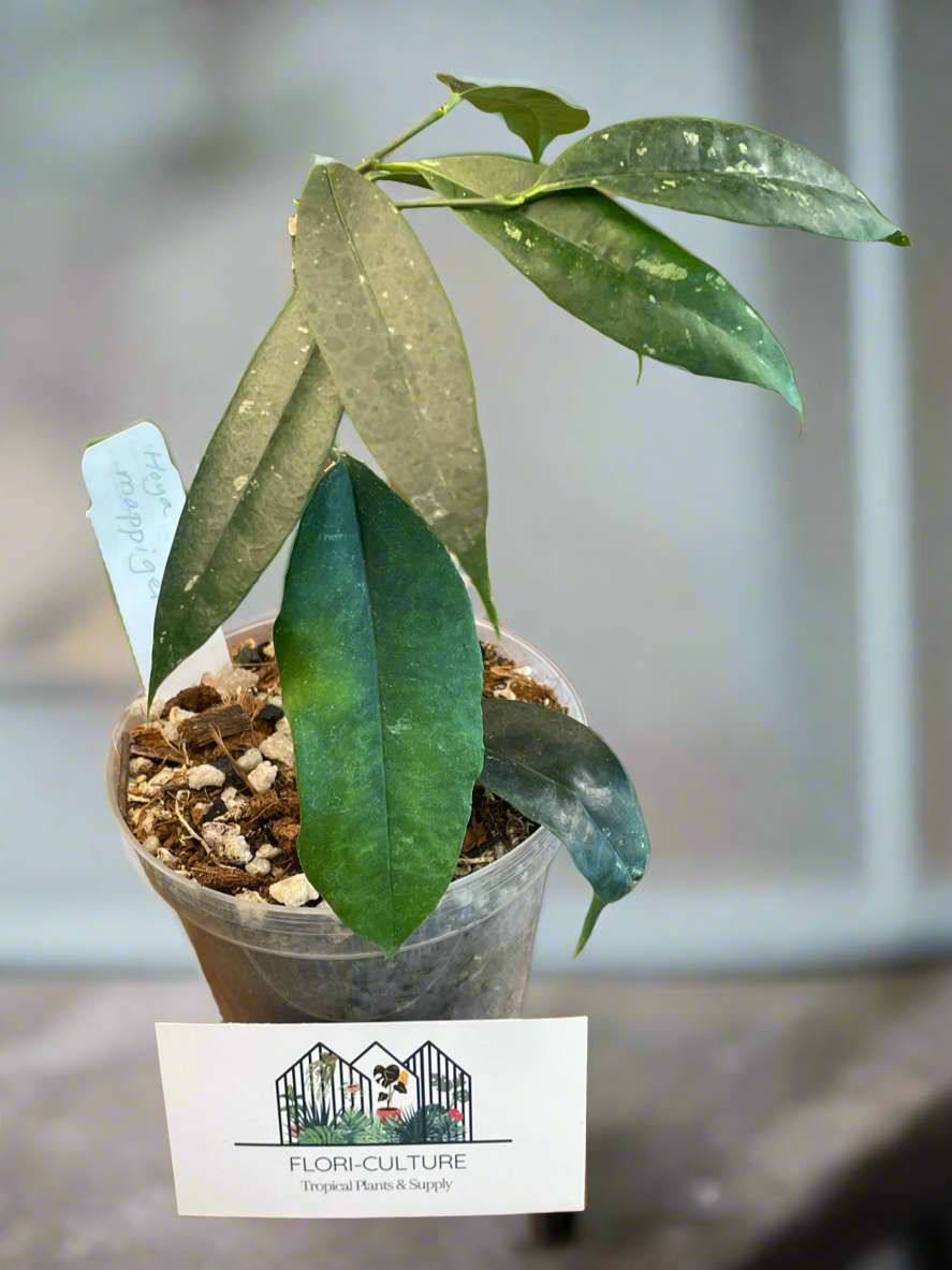Hoya mappigera