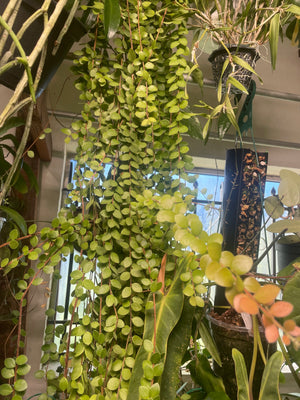 Sphyrospermum buxifolium