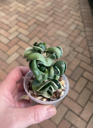 Hoya carnosa compacta albomarginata