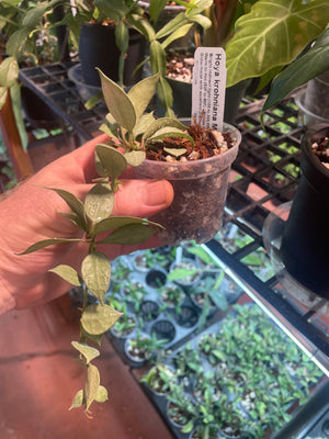 Hoya krohniana 'Mint'