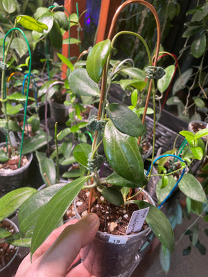 Hoya nicholsonii (formerly hellwigiana)