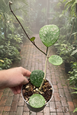 Hoya obovata