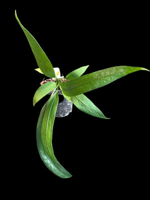 Anthurium vittarifolium