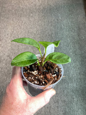 Anthurium scandens