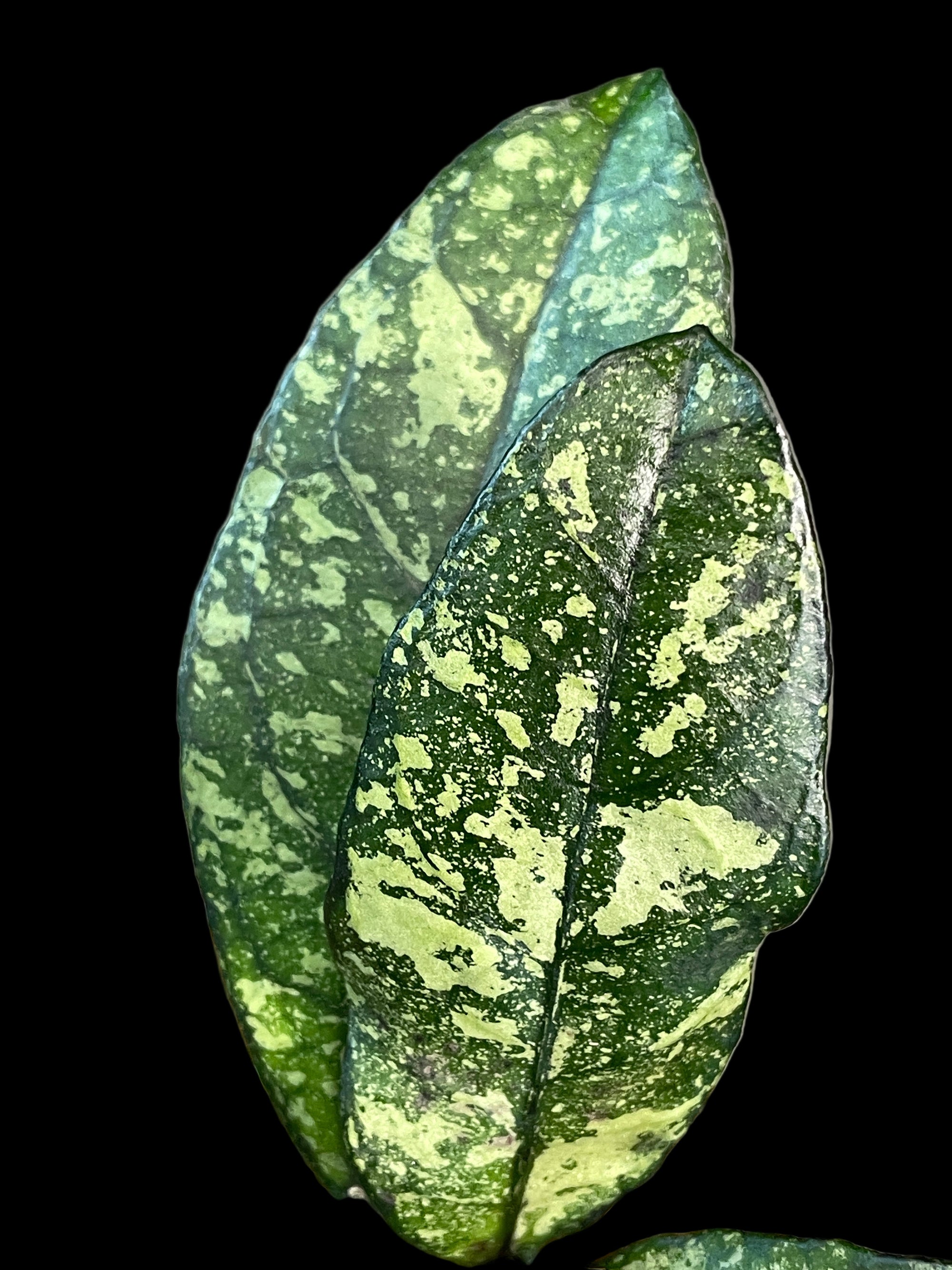 Hoya crassipetiolata Super Splash