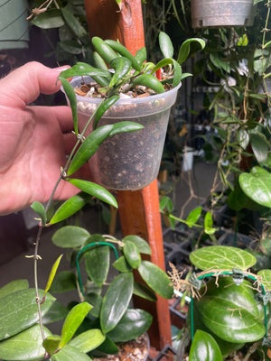 Hoya loheri