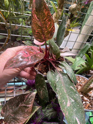 Philodendron erubescens 'Pink Princess Marble Galaxy' (Copy)