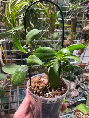 Hoya obscura