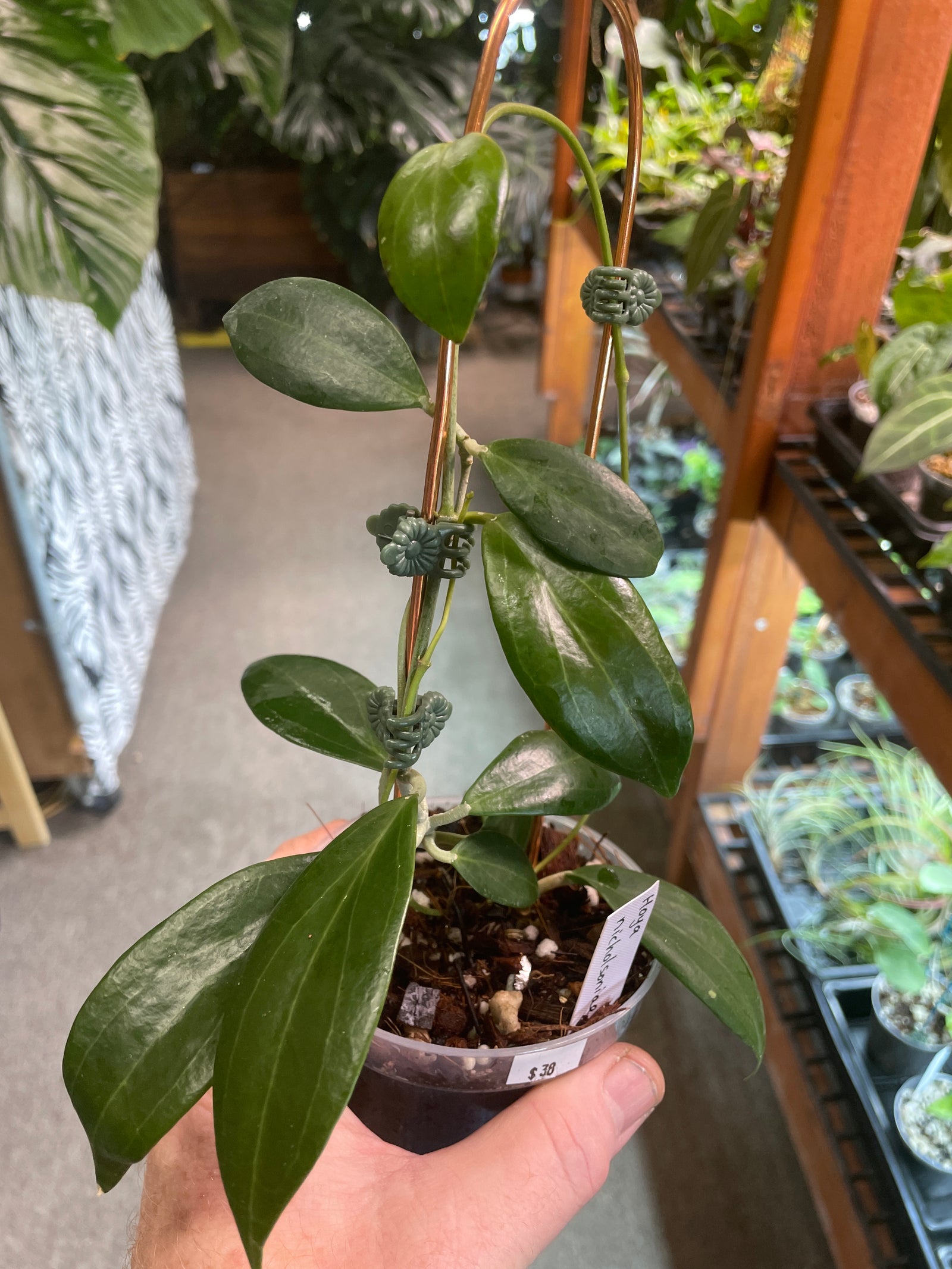 Hoya nicholsonii (formerly hellwigiana)