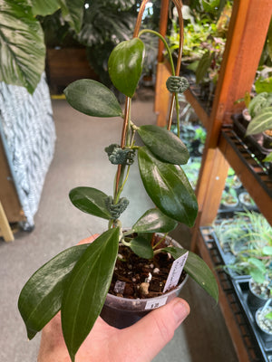 Hoya nicholsonii (formerly hellwigiana)