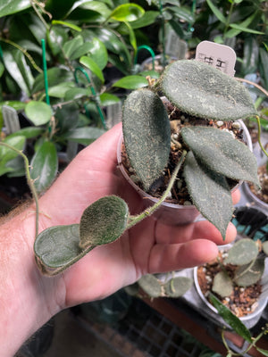 Hoya thomsonii Pink