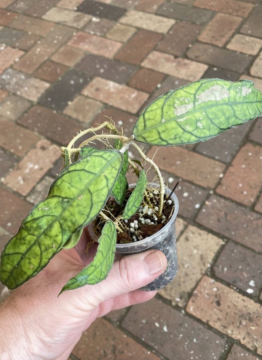 Hoya clemensiorum