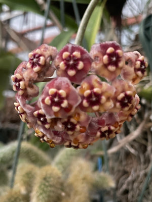 Hoya melifua