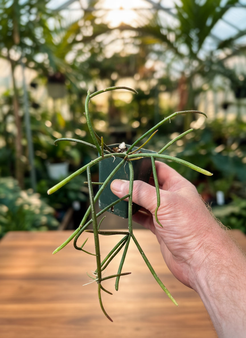 Lepismium lumbricoides aff.