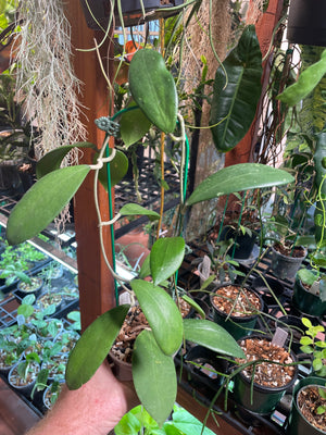 Hoya bhutanica