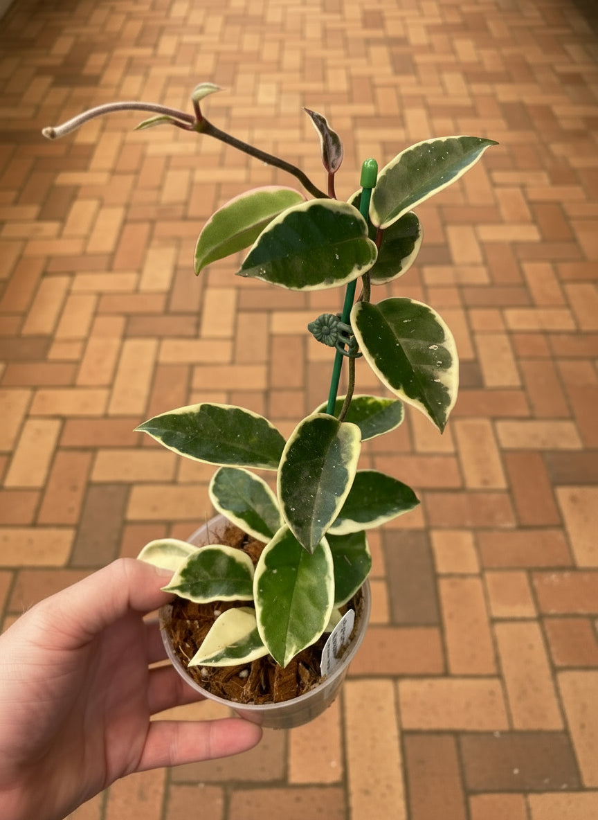 Hoya carnosa tricolor 'Krimson Queen'