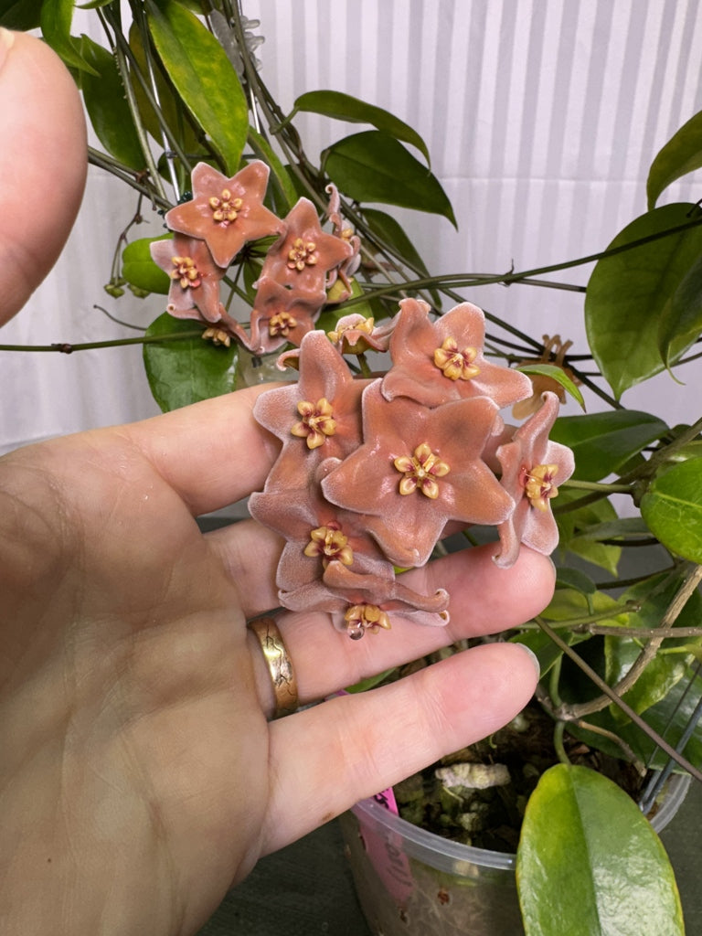 Hoya sp. aff. vitiensis NS05-021