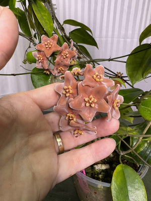 Hoya sp. aff. vitiensis NS05-021