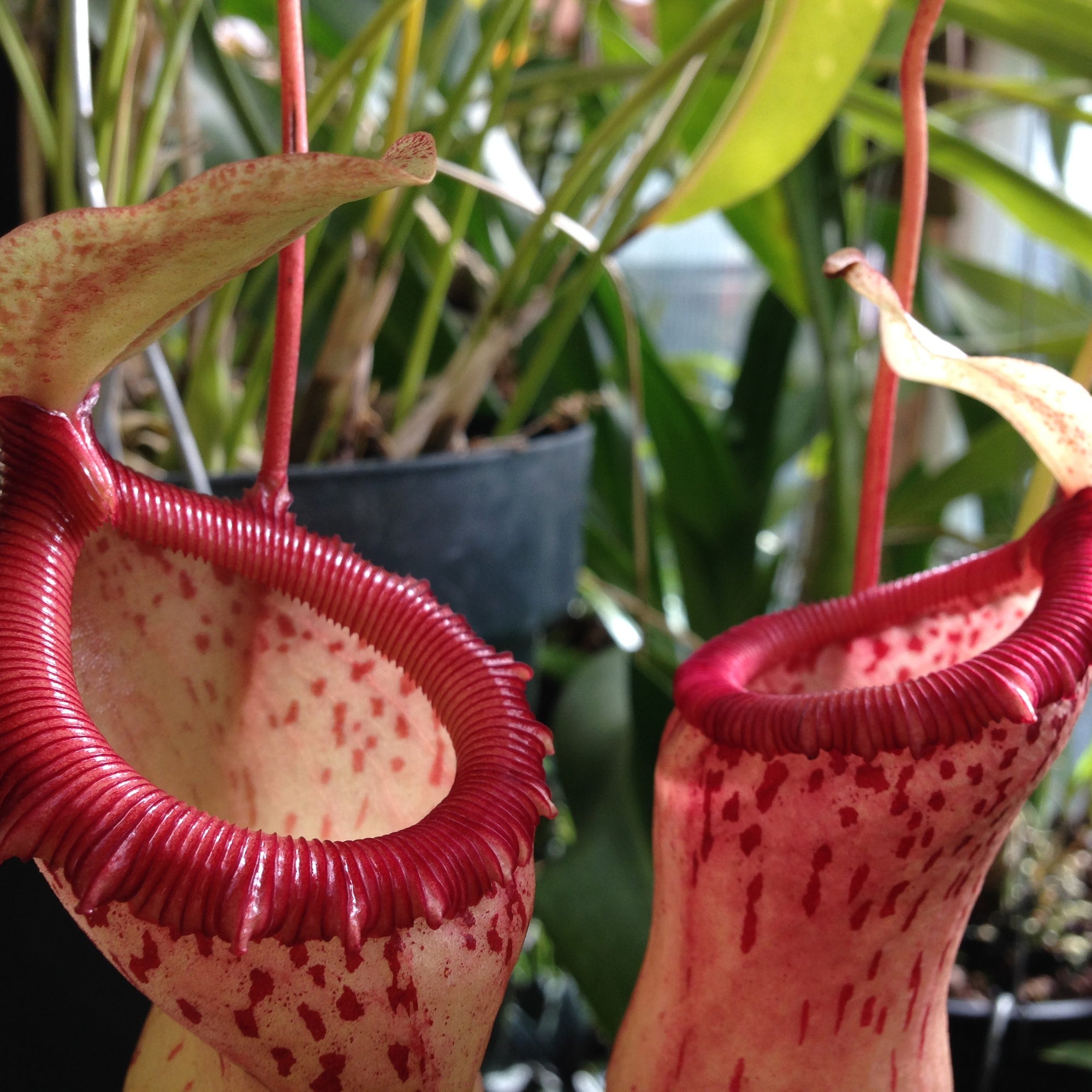 Nepenthes and other Carnivorous Plants and Supplies