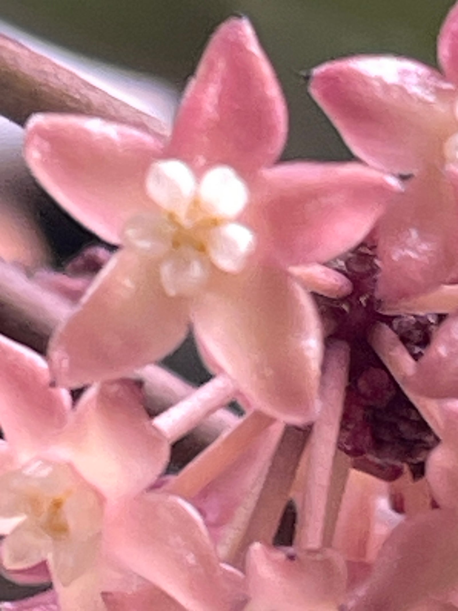 Hoya latifolia Rangsan